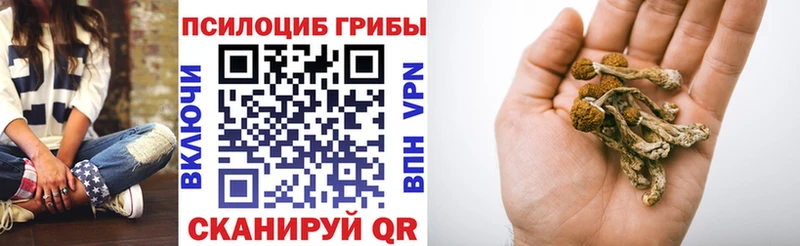 купить   Чишмы  Галлюциногенные грибы GOLDEN TEACHER 